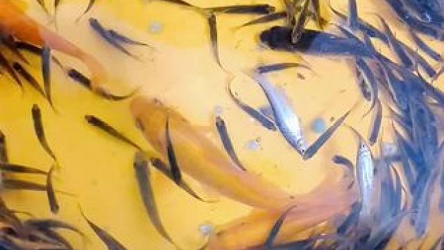 春天又开始了我的钓鱼时光#流水生财 #活跃的观赏鱼推荐 #逮鱼摸虾 #好运金鱼 #原生态