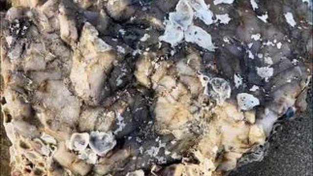 #海滩拾趣 #难得一见 #神奇的大自然