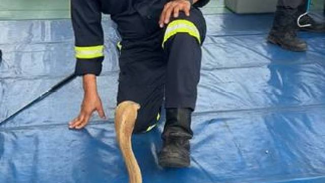 泰国消防员演示专业捉#国外视频分享 #野生动物零距离 #专业操作请勿