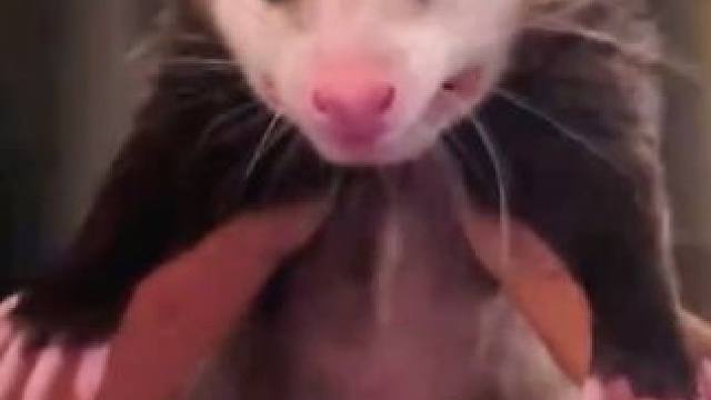 一只大老鼠#国外视频分享 #奇妙的动物 #萌宠