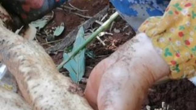 看看今天5个人去挖山药挖了多少呢？回来煮了青蟹山药鸡汤很好吃#挖山药 #鸡 #野生青蟹 