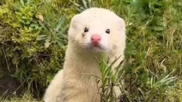 一个负责驱赶一个负责捉野兔#国外视频分享 #奇妙的动物 #萌宠