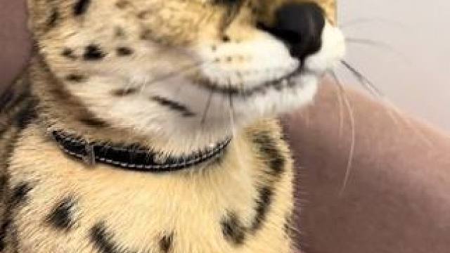 大长腿薮猫#国外视频分享 #奇妙的动物 #萌宠