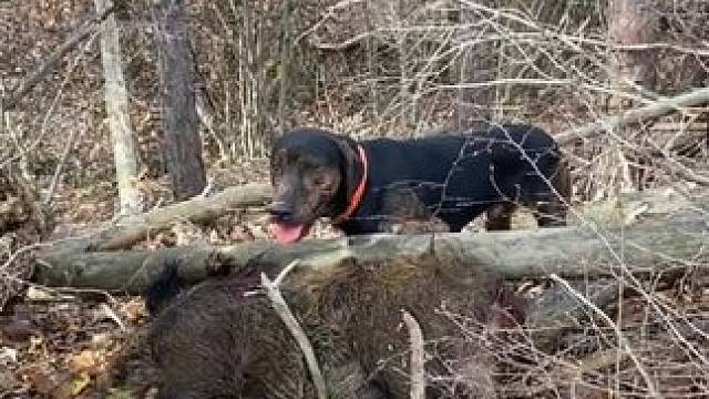 捉野猪 #国外视频分享 #野生动物零距离 #野猪泛滥