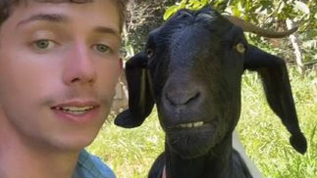 #国外视频分享 #奇妙的动物 #萌宠