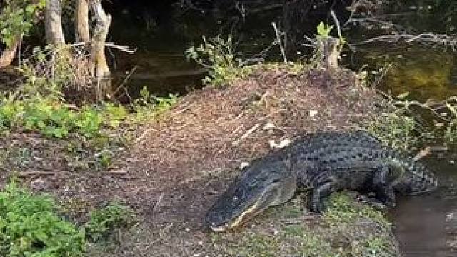 鳄鱼吃鱼 #国外视频分享 #奇妙的动物 #野生动物零距离