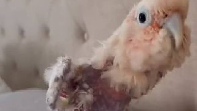 鸟中二哈#国外视频分享 #奇妙的动物 #萌宠