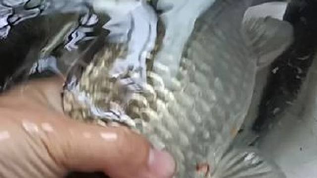 一早上的鱼获，全是大板鲫#钓鱼的乐趣只有钓鱼人懂 #大板鲫 #日常钓一钓