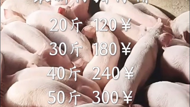 3月4日仔猪行情