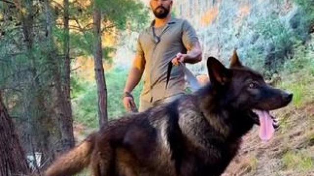 狼#国外视频分享 #奇妙的动物 #萌宠