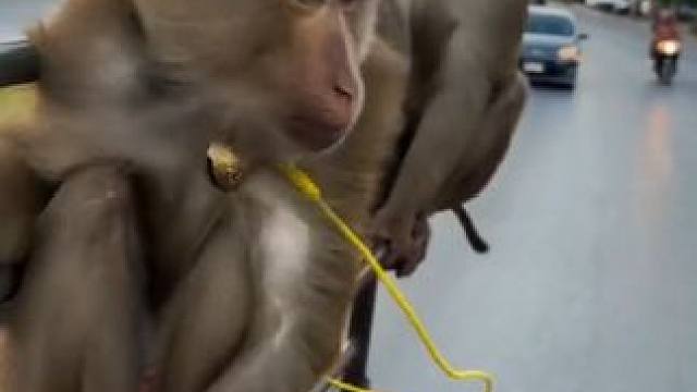 打工猴收工回家 #国外视频分享 #猴子成精 #打工猴