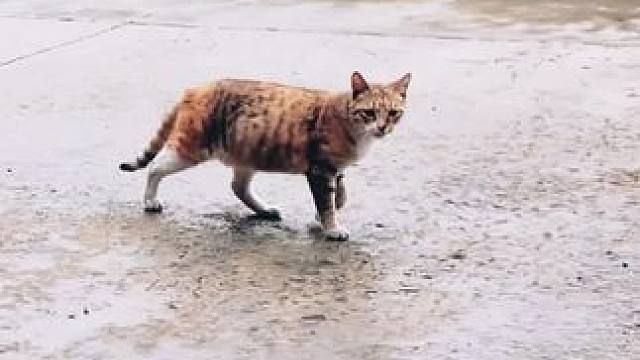 #改装车是一种生活 #汽车文化