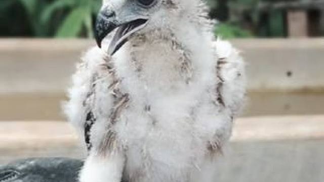 猛禽小时候跟小鸡是的#国外视频分享 #奇妙的动物 #萌宠