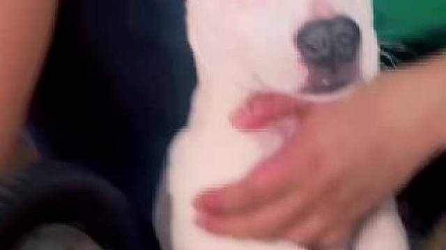 我养的最惨的斯塔福“三七”#斯塔福 #萌宠 #这样的小奶狗谁不爱 #宠萌