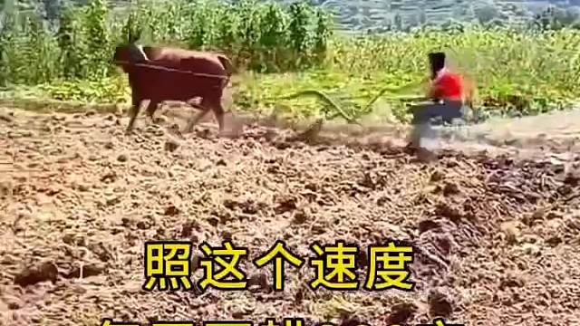 这头牛可能是刚学犁地，不适应发起了牛皮气[笑哭]