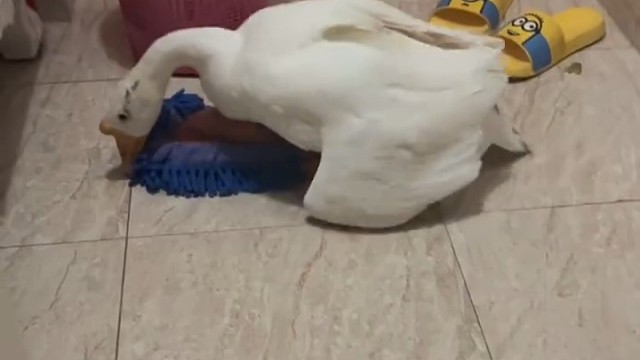 母鹅：我觉得我是公鹅！