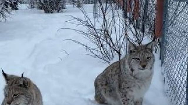 宠物猞猁 #国外视频分享 #奇妙的动物 #萌宠