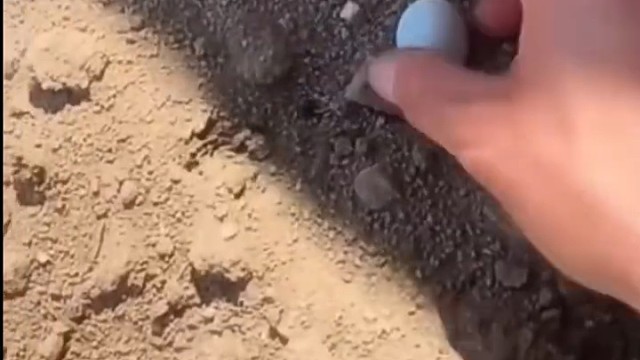 会跳舞的尊嘟鸡肉！