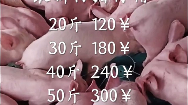 3月5日仔猪行情