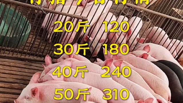 3月5日仔猪行情