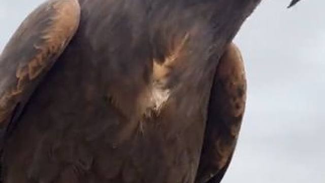 金雕 #国外视频分享 #奇妙的动物 #萌宠