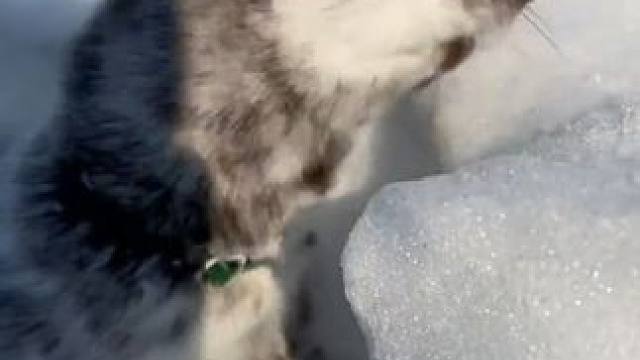 #国外视频分享 #奇妙的动物 #雪貂