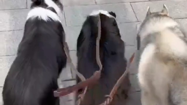 诠释了什么是遵纪守法的模范！什么是无组织无纪律捣蛋鬼！