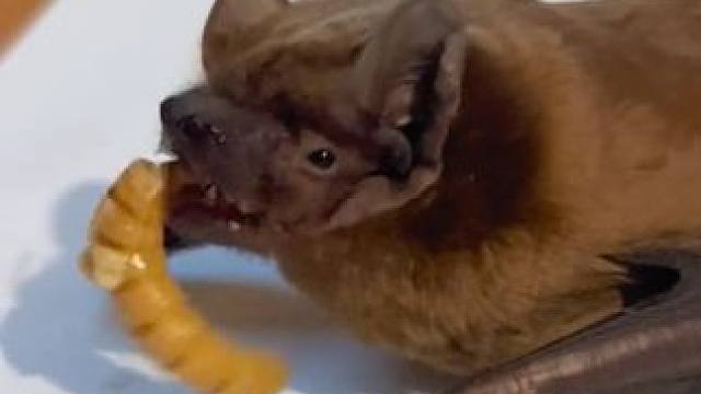 战斗民族小姐姐的宠物蝙蝠#国外视频分享 #奇妙的动物 #萌宠