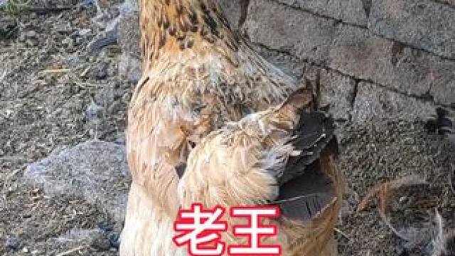 不要也得要，我就赖着你