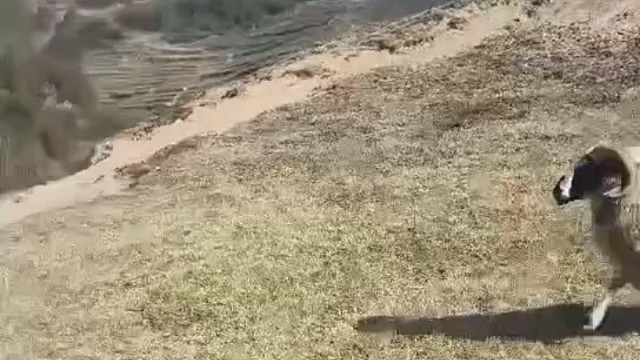 羊都不知道我这辈子还能前空翻