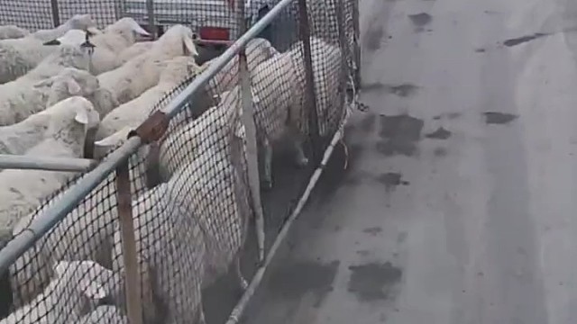 这个办法好，防止羊跑丢