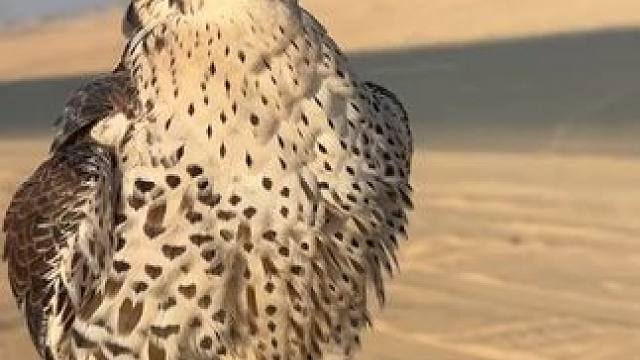 阿拉伯土豪用无人机训练鹰隼#国外视频分享 #奇妙的动物 #鹰隼