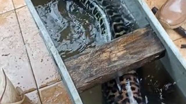 抓到一条大鱼#国外视频分享 #好大一条鱼 #户外捕鱼