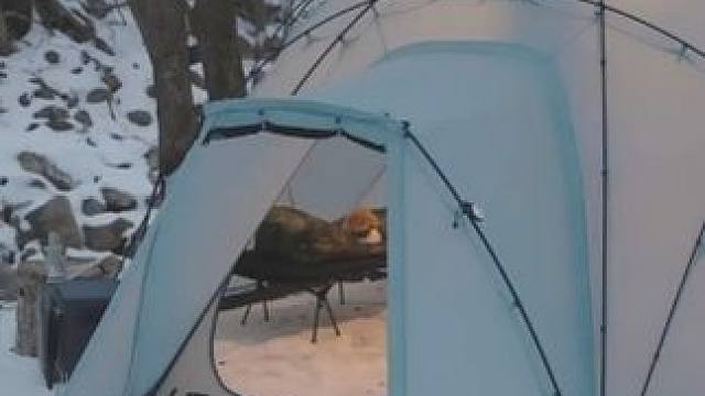 雪地里和狗狗沉浸式甜蜜露营 #露营 #雪中露营 #户外露营