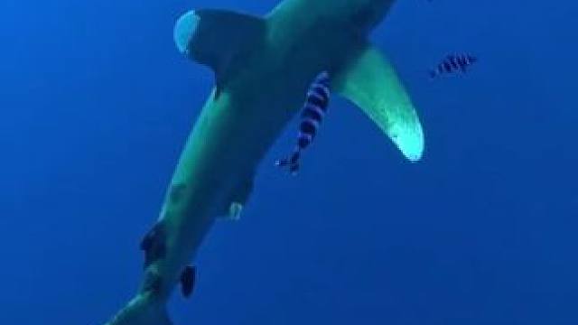 近距离观察鲨鱼 #国外视频分享 #海洋生物 #野生动物零距离