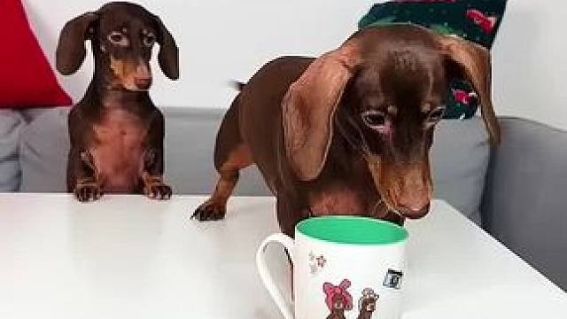 狗狗不小心把杯子打碎，结局让人万万想不到！#看一遍笑一遍 #万万没想到 #搞怪日常 #有趣的灵魂 #