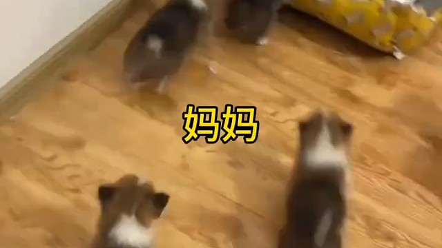 实践证明，无论啥物种，带娃都得疯！