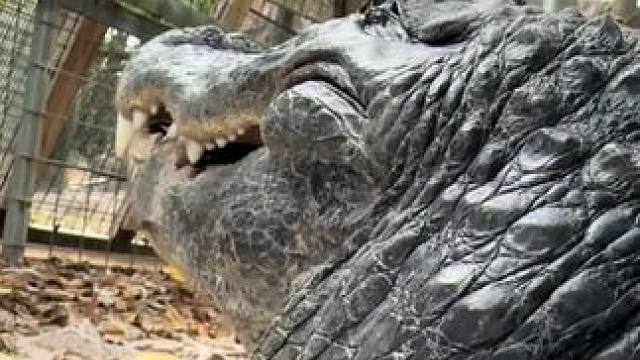 鳄鱼小哥说不要模仿他，他是专业人士#国外视频分享 #野生动物零距离 