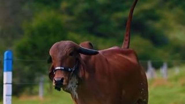 养一头牛实现牛奶自由#国外视频分享 #奇妙的动物 #牛气冲天