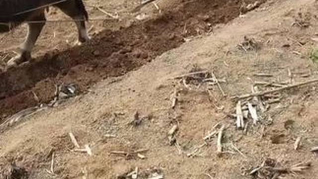 使用牛开行 种花生……最后种这块地，就种完了，#种花生 #勤劳的农村人 #这就是农村的生活