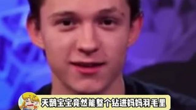 羽毛里一定好暖和！就露一个小绒球球，还转转悠转悠，好萌！