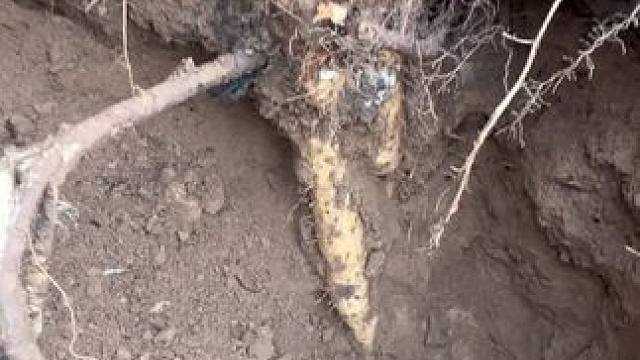 大山里面挖山药#户外探险 #探险 #山东青州 #荒野寻宝 #山货