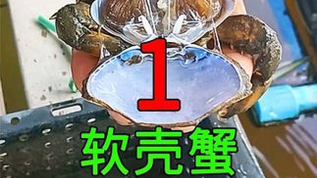 <第1/3集>软壳蟹的养殖奥秘，人工繁殖蟹苗#纪录片充电计划 