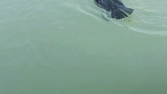 小家伙抓鱼真是一把好手