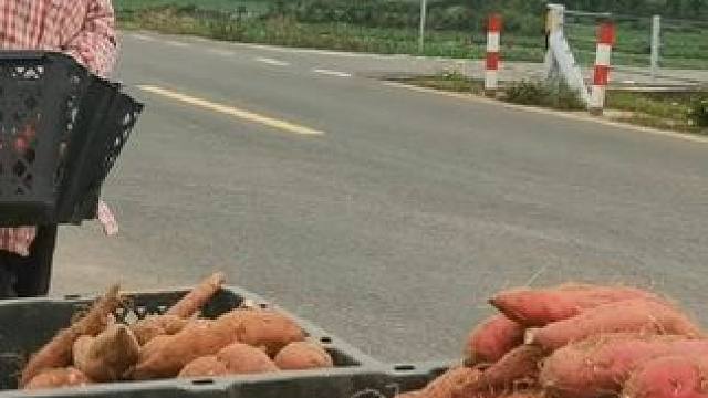 可以过来体验海沙地手挖地瓜哦#旅游环岛公路 #正宗桥头富硒地瓜 