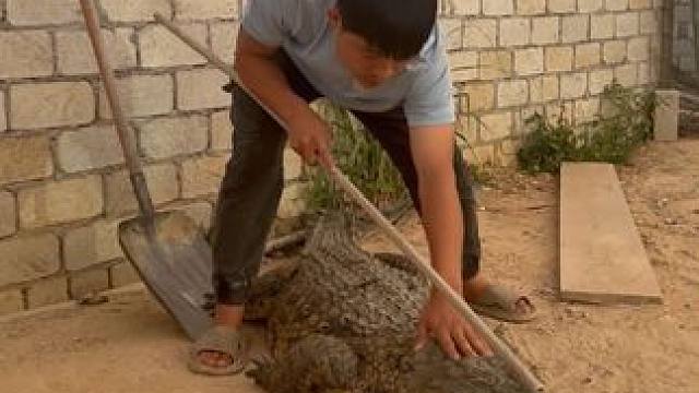 有那么听话的鳄鱼？