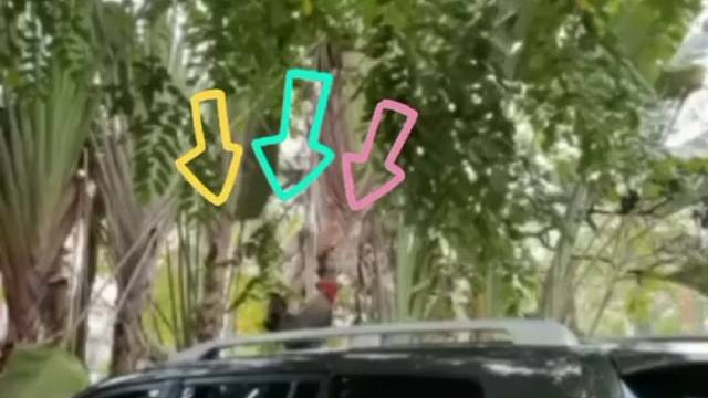 车顶上的哈基米