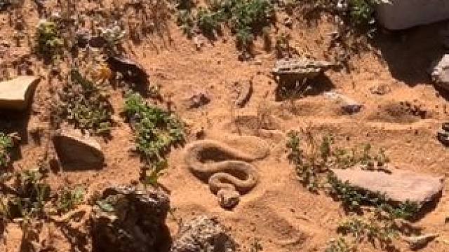 带角的不好惹 #国外视频分享  #野生动物零距离 #专业操作请勿模仿