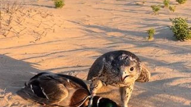 阿拉伯土豪的鹰隼捉到一只绿头鸭#国外视频分享 #奇妙的动物 #鹰隼