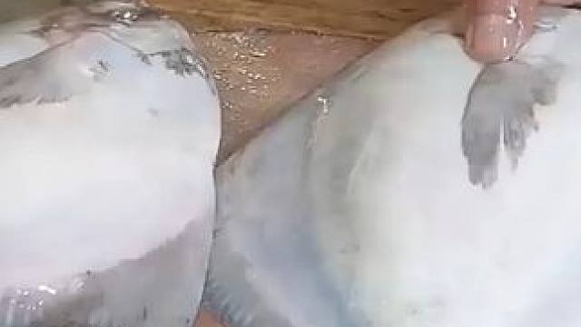 艺术生小伙切鱼卖，一刀一刀像切豆腐，又白又干净，食客：有美感 #美食猎奇 #杀鱼技术